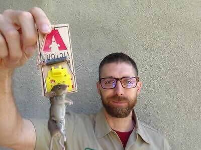 Nashville rodent trapping
