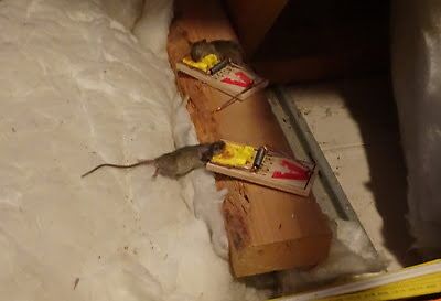 rodent trapping