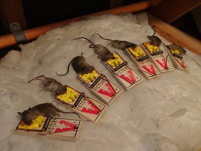 rodent trapping